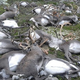 Image: Norwegian Environment Agency